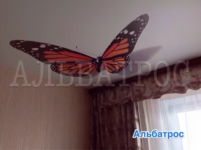 Фотографии с прекрасными бабочками