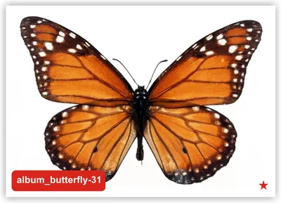 Увлекательные бабочки в формате WebP
