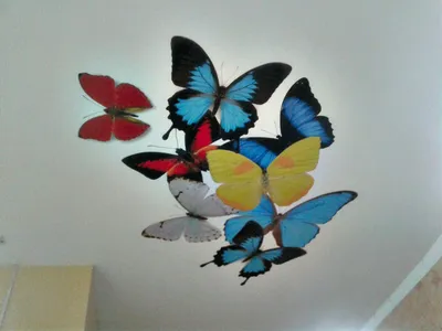 Фото бабочек на потолке для скачивания в JPG
