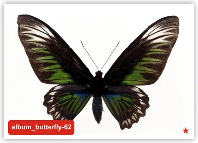 Великолепные бабочки в формате PNG