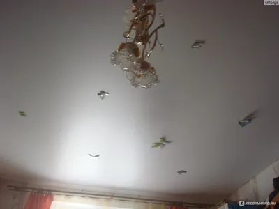 Магнетические бабочки на потолке