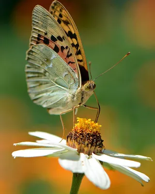Бабочки на цветах  фото