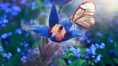 Удивительные бабочки на цветах: изображение в формате PNG