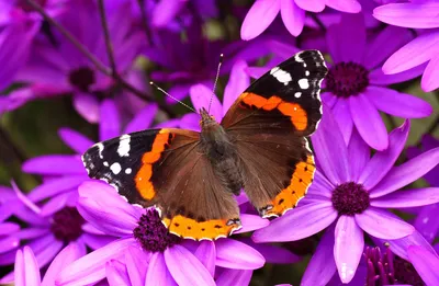 Пестрота цветов и бабочек: изображение в формате PNG