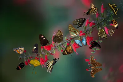 Бабочки на цветах: фотография, которая возьмет дух