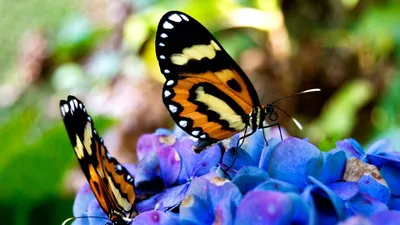 Фото бабочек во взлете над цветами