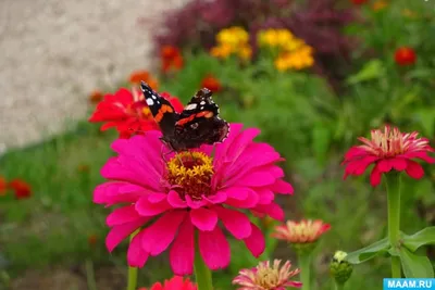Уникальные бабочки в саду: картинка с высоким разрешением