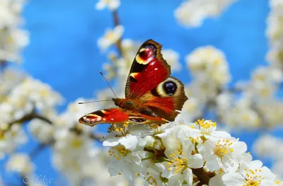 Чудеса природы: фотография, на которой бабочки окружены цветами