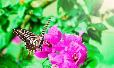 Фото бабочек на ярко оранжевых и розовых цветах