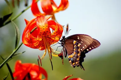 Красивые бабочки: фотография на фоне цветов