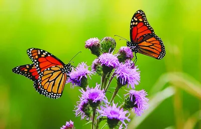 Фото бабочек на солнечном поле цветов