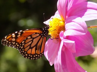 Живописные бабочки: изображение, приносящее радость