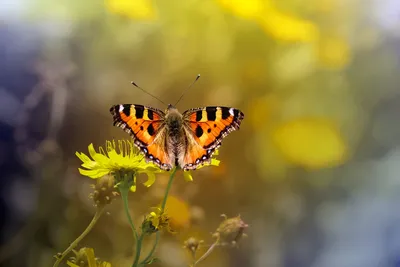 Бабочки на цветах: фотография, созданная великим мастером