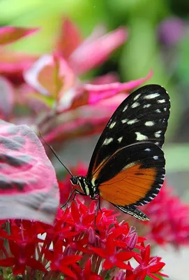 Взлетная площадка для бабочек: картинка, наполненная энергией