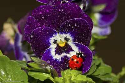 Фото бабочек на фоне прекрасных цветов