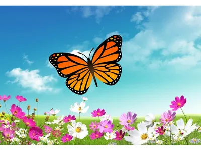 Яркий мир бабочек: фотография, восхищающая своей яркостью