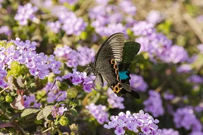 Колоритные бабочки: картинка с богатым цветовым спектром