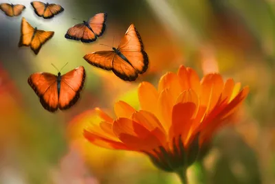 Фото бабочек, украшающих сад своей великолепием