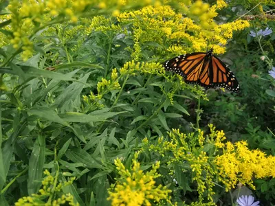 Бабочки на цветах: фото с крупным планом на крылья