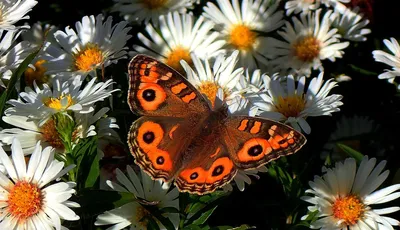 Чудеса природы в гармонии: фотография с бабочками и цветами