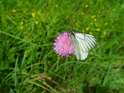 Фото бабочек, создающих картины из цветов