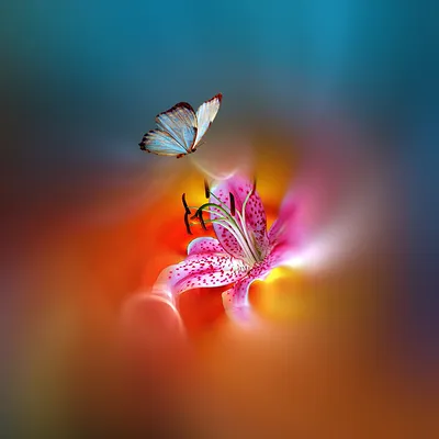 Фото бабочек в нежных оттенках цветов