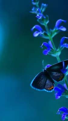 Отражение природы в крыльях бабочек: картинка, разглядывая которую можно раствориться в мире цветов