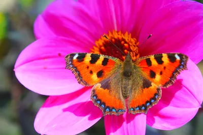 Бабочки на цветах: фото в формате WebP