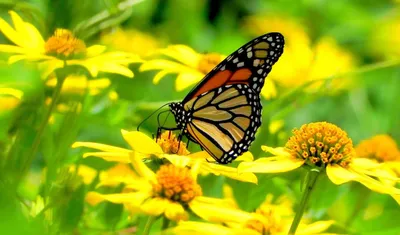 Фото бабочек в волшебном саду цветов