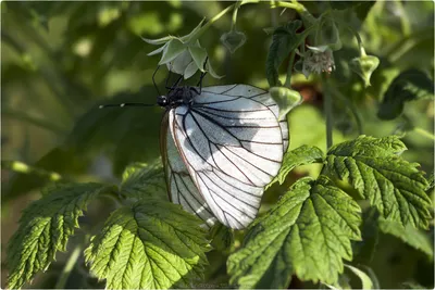Эстетика лета, запечатленная на фото с бабочками