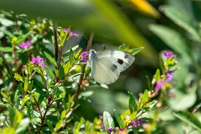 Фото бабочек в гармонии с яркими цветами