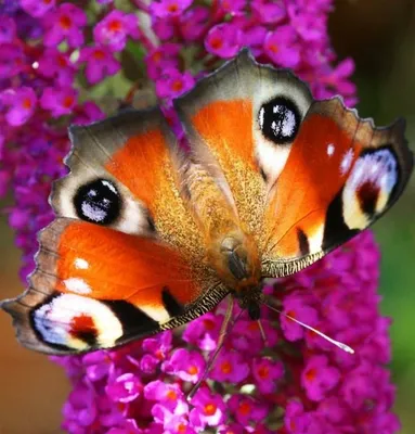 Прекрасные бабочки, распахивающие крылья на фото