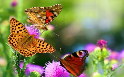 Бабочки, украшающие жизнь на фоне ярких цветов: изображение, пробуждающее радость