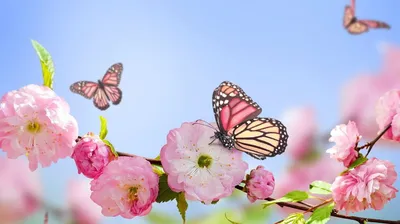 Бабочки на цветах: фотография, дарующая мир и спокойствие