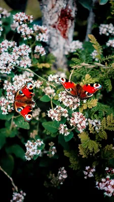 Аромат цветов и легкость бабочек: картинка, передающая волну эмоций