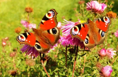 Бабочки, оживающие на фоне яркой цветовой палитры: изображение, наполняющее воображение