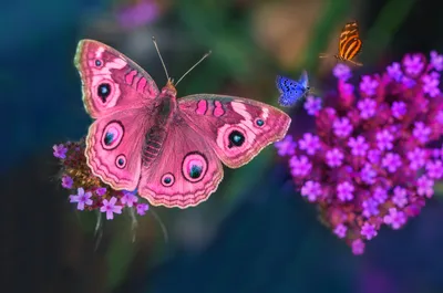 Бабочки, кормящиеся нектаром на цветах: изображение, которое тает на глазах