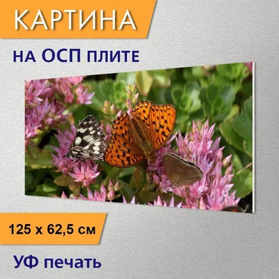 Легкость крыльев в фотографии с бабочками