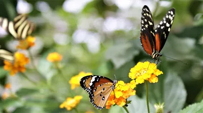 Бабочки на цветах фотографии