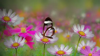 Бабочки на цветах: картина, открывающая мир чудес