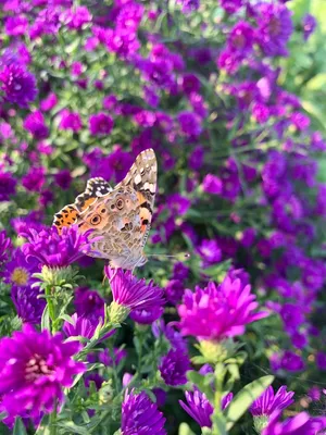 Бабочки, радующие взор на фоне ярких цветов: фотография, остановлющая время