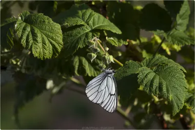 Прилет бабочек на цветы: изображение, которое заставляет задуматься о красоте природы