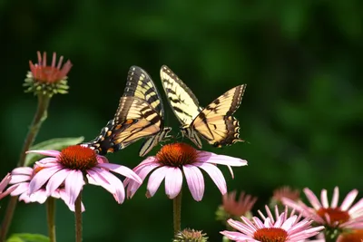 Фото бабочек, ласкающих лепестки цветов