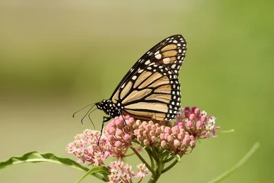 Бабочки, пленяющие сердца: фотография, окутывающая теплом