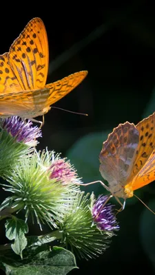 Бабочки на цветах: фотография, передающая естественную гармонию