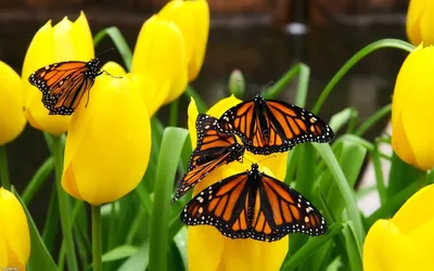 Бабочки, окруженные душистыми цветами: фотография, олицетворяющая счастье