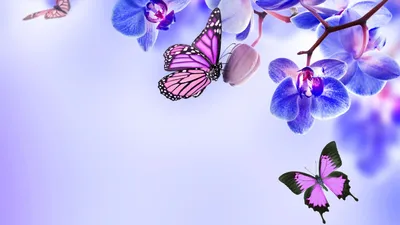 Фото бабочек, пленяющих взгляд красотой