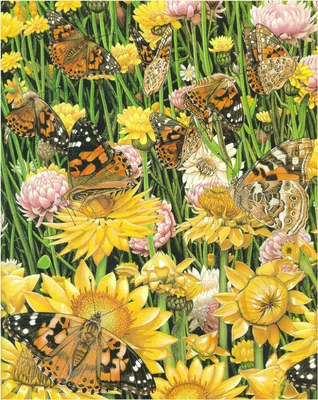 Бабочки на фоне ярких садов: картинка, оживляющая воспоминания о лете