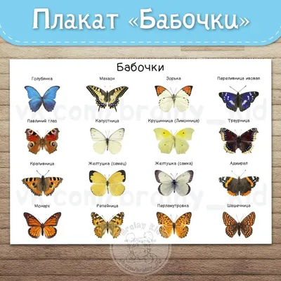 Бабочки названия и  фото