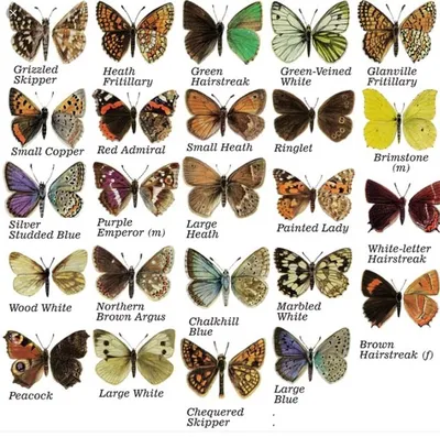 Фото бабочек: выберите нужный размер и формат для скачивания